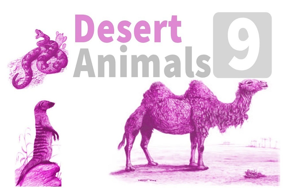 Desert Animals image