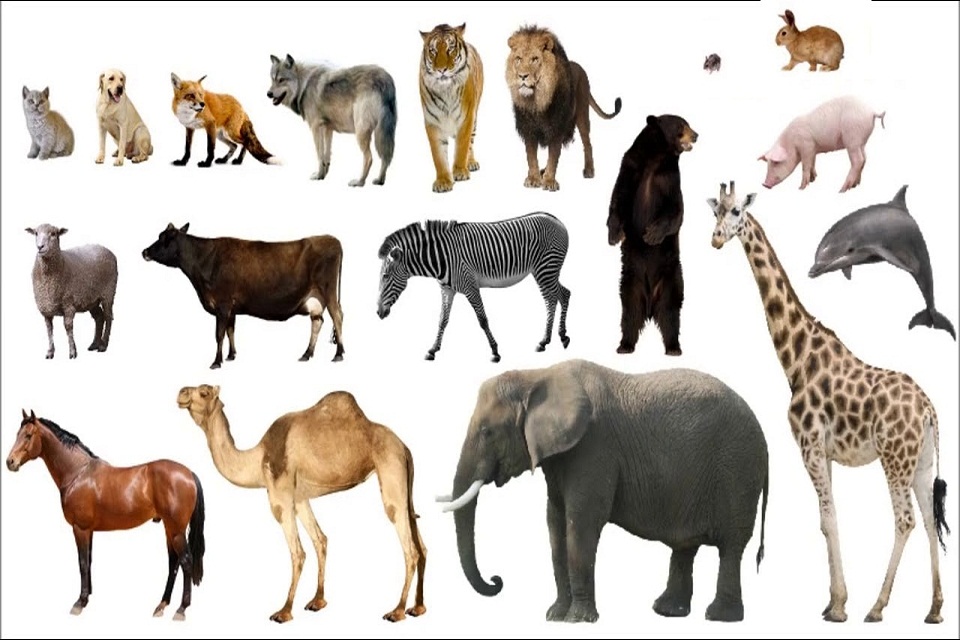 Mammals image